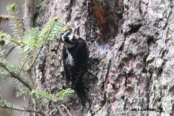 Eurasian Three-toed Woodpecker (Dark-bodied) - John and Jemi Holmes