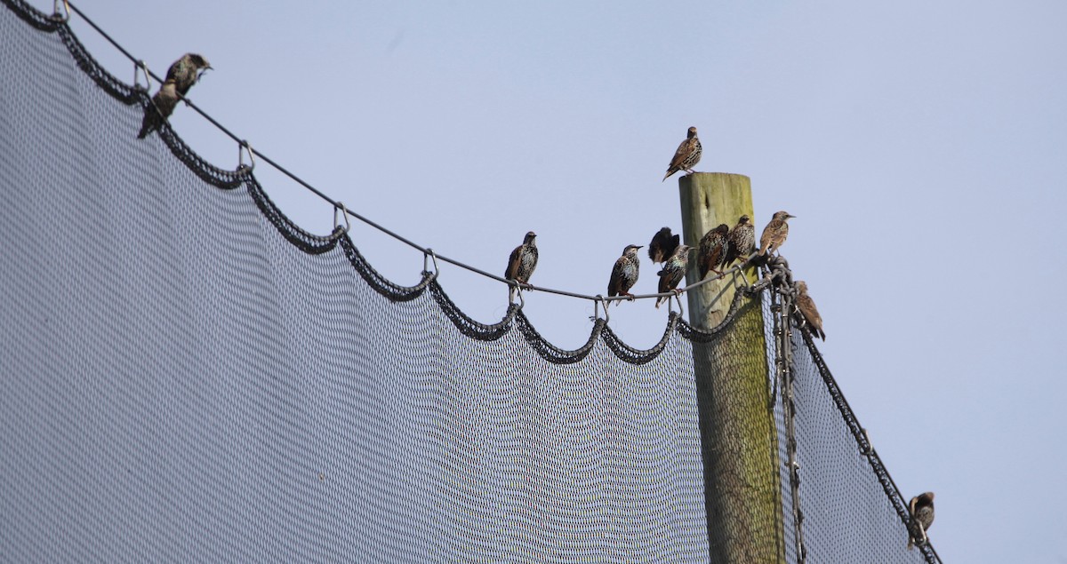 European Starling - ML379106851