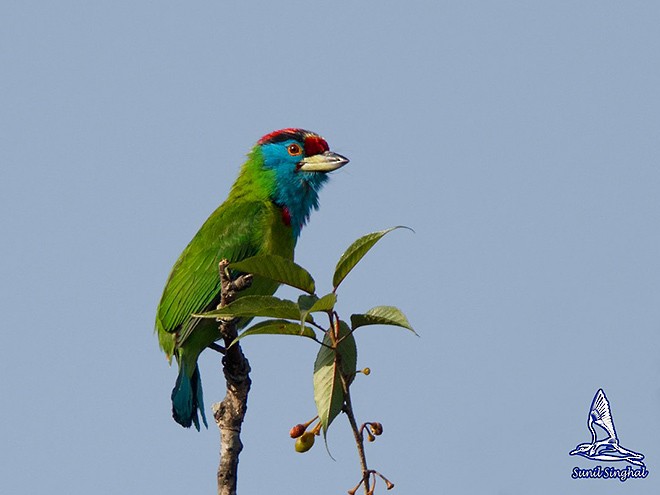 Barbu à gorge bleue (asiaticus) - ML379107391