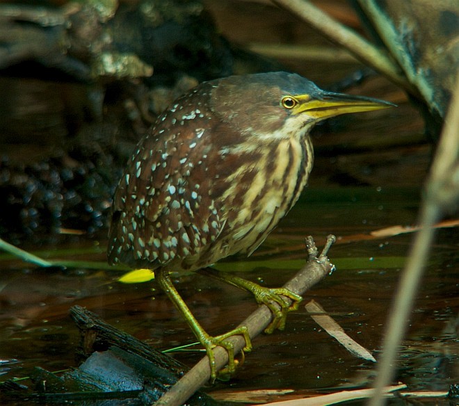 Schrenck's Bittern - ML379107561
