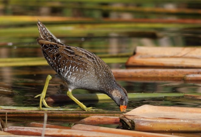 Spotted Crake - ML379108001