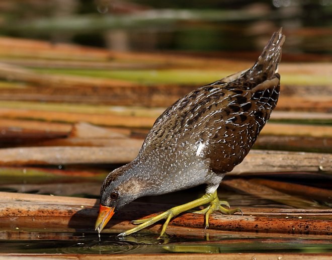 Spotted Crake - ML379108011
