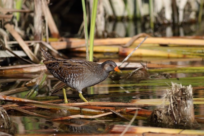 Spotted Crake - ML379108031