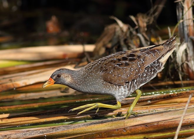 Spotted Crake - ML379108051