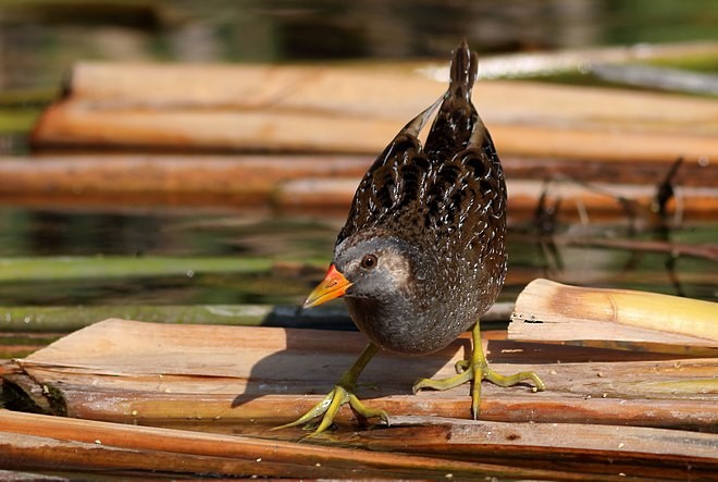 Spotted Crake - ML379108061