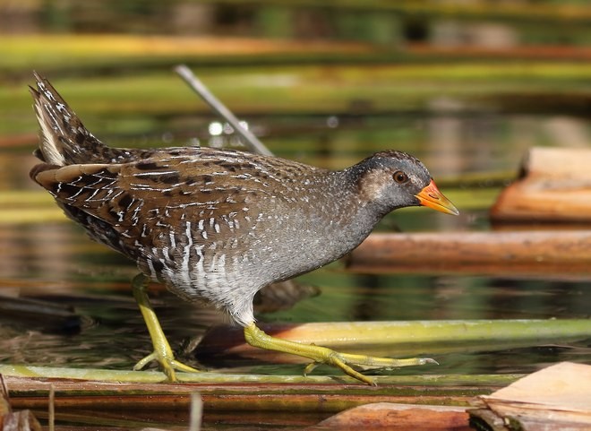 Spotted Crake - ML379108071