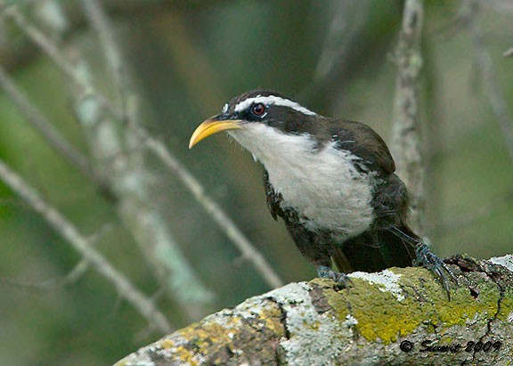 Indian Scimitar-Babbler - ML379108251