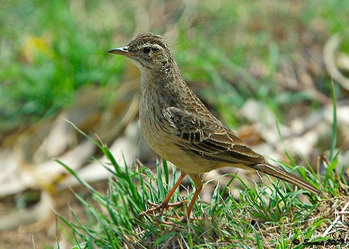 Bisbita Piquilargo (similis/travancoriensis) - ML379108271