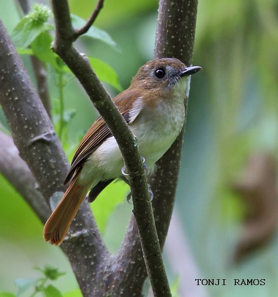 Chestnut-tailed Jungle Flycatcher - ML379108811