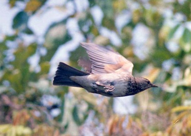 Black-throated Thrush - ML379108981