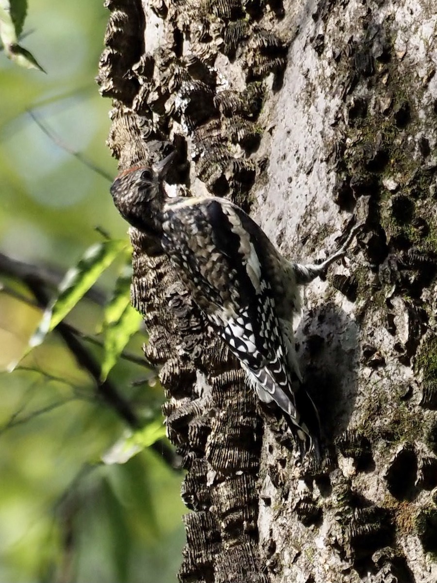 Yellow-bellied Sapsucker - ML379109171