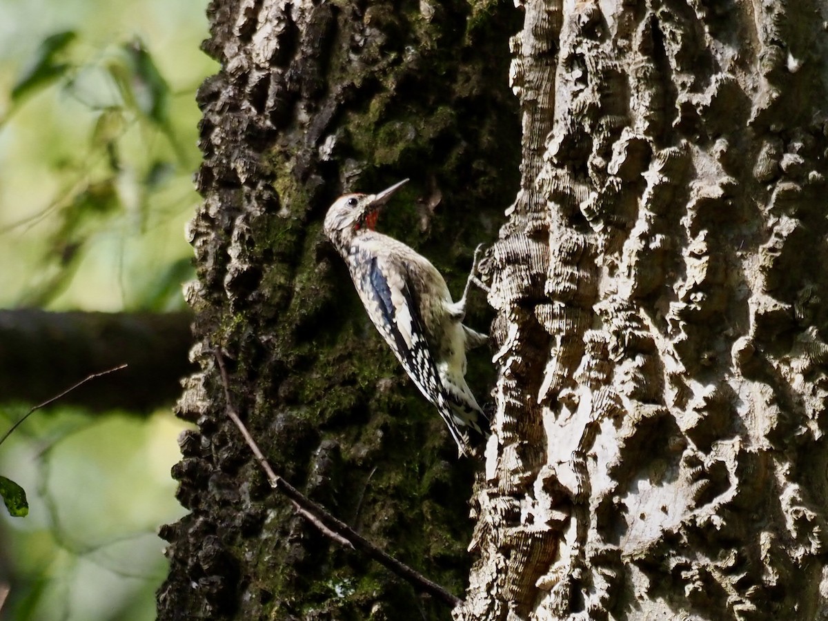 Yellow-bellied Sapsucker - ML379109221