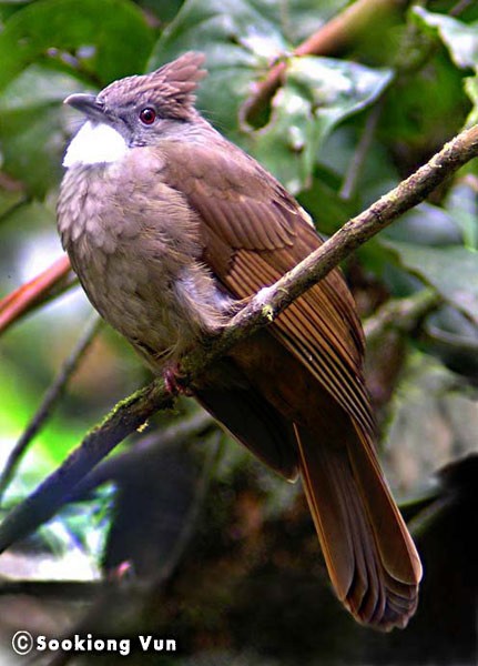 Penan Bulbul - ML379109231