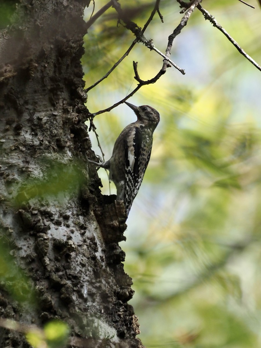 Yellow-bellied Sapsucker - ML379109251