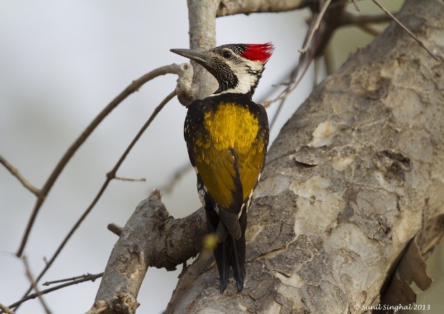 Black-rumped Flameback - ML379109401