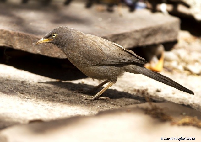 Jungle Babbler - ML379109471