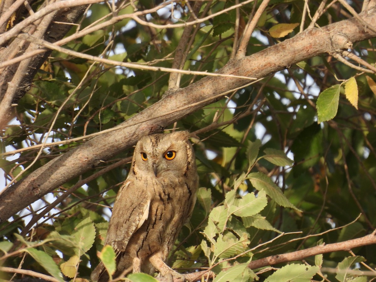 Eurasian Scops-Owl - Mirzo Nazar Mirzoev