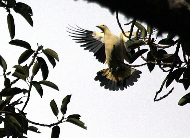 Pied Imperial-Pigeon - Jon Hornbuckle