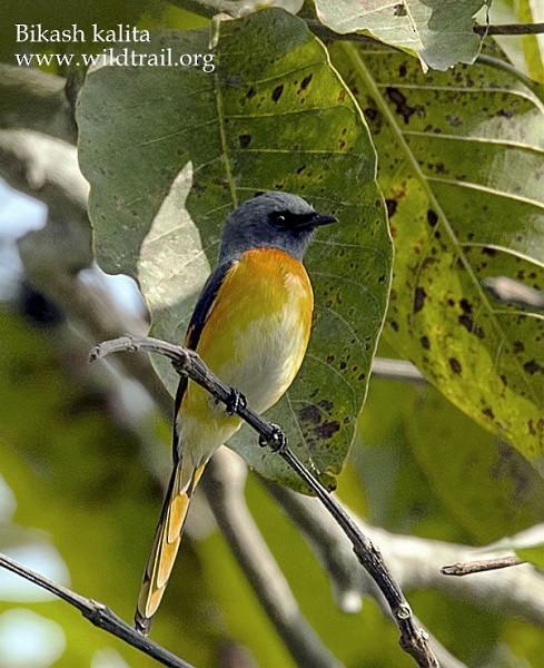 Small Minivet - Bikash Kalita