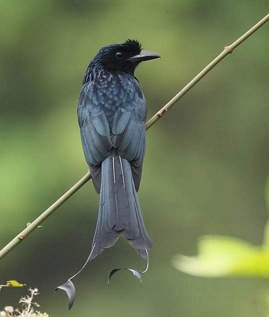 Drongo à raquettes - ML379110151