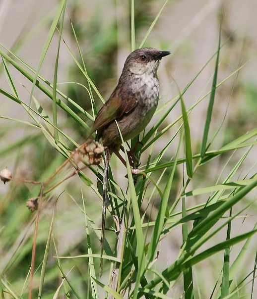 Himalayan Prinia - ML379111391