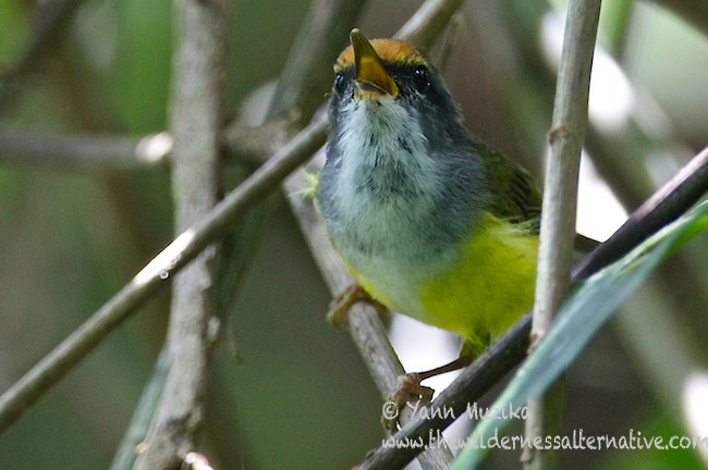 Mountain Tailorbird - Yann Muzika