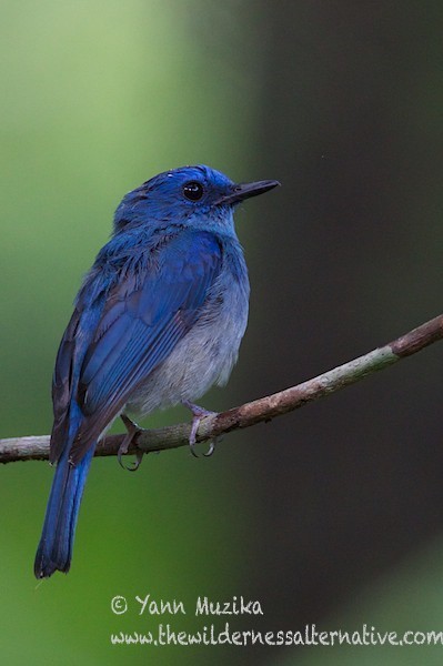 Pale Blue Flycatcher (Hartert's) - ML379111651