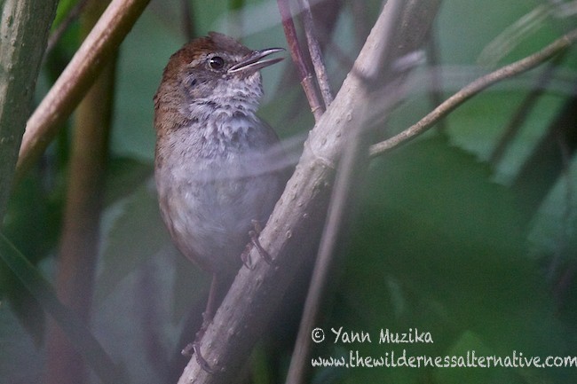 Javan Bush Warbler (Javan) - ML379111671