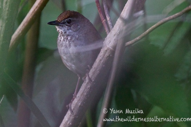 Javan Bush Warbler (Javan) - ML379111701