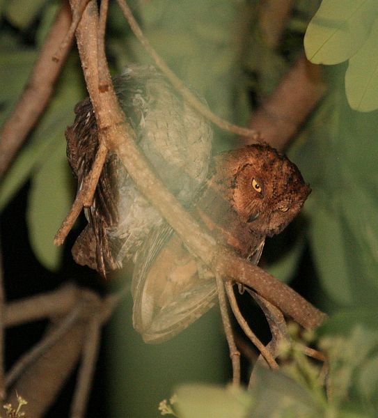 Mantanani Scops-Owl - ML379112031