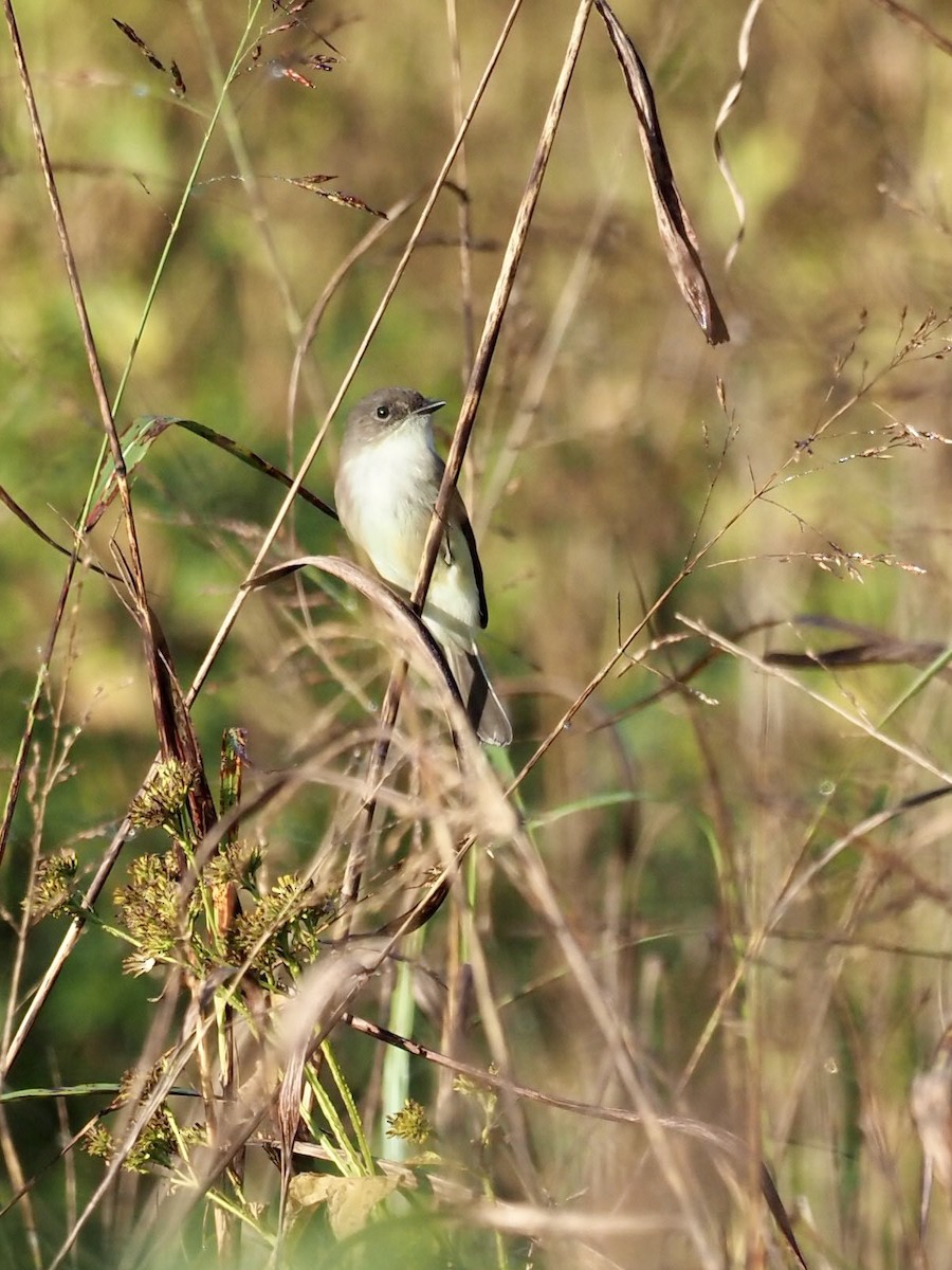 Eastern Phoebe - ML379112101