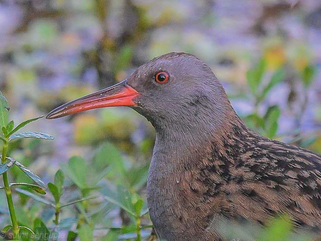 Water Rail - ML379112381