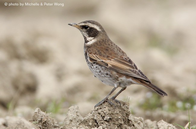 Dusky Thrush - ML379112581