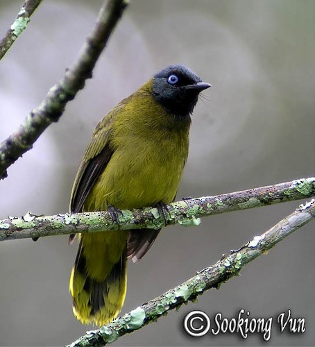 Black-headed Bulbul - ML379112621