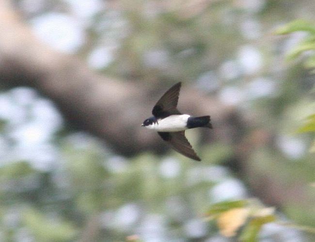Nepal House-Martin - ML379113171