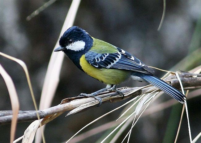 Green-backed Tit - ML379113191