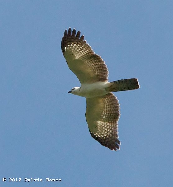 Philippine Honey-buzzard - ML379113251