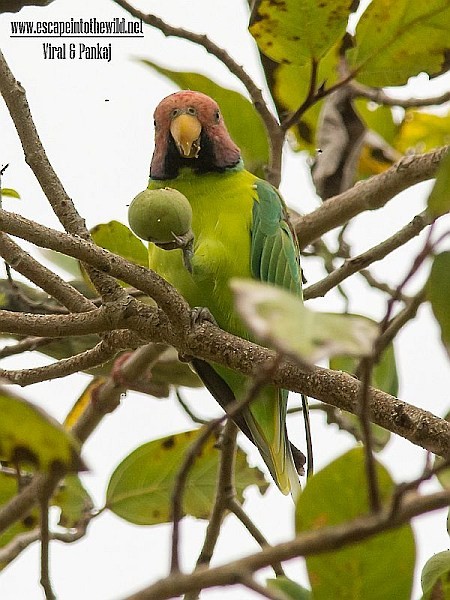 Plum-headed Parakeet - Pankaj Maheria