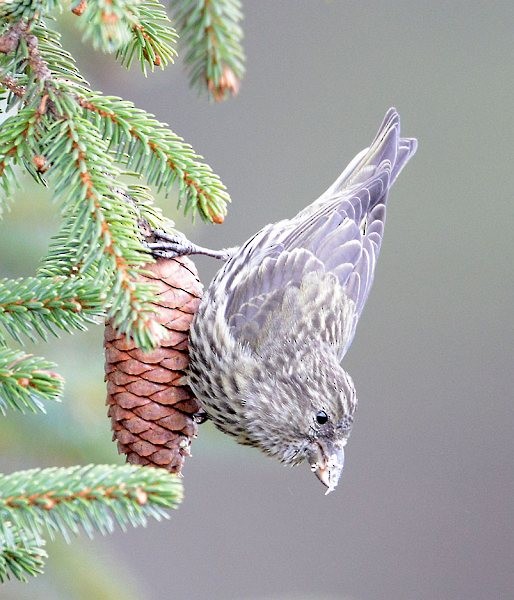 Bec-croisé des sapins (himalayensis) - ML379113951