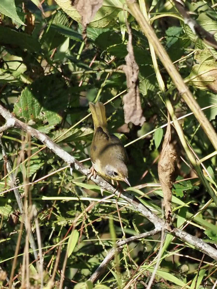 Common Yellowthroat - ML379114431