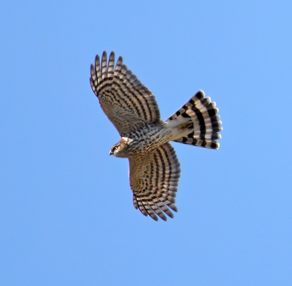 Sharp-shinned Hawk - ML379114561