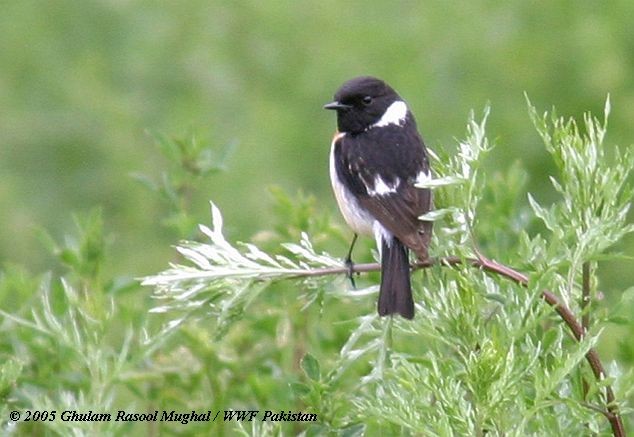 Siberian Stonechat (Siberian) - ML379114891