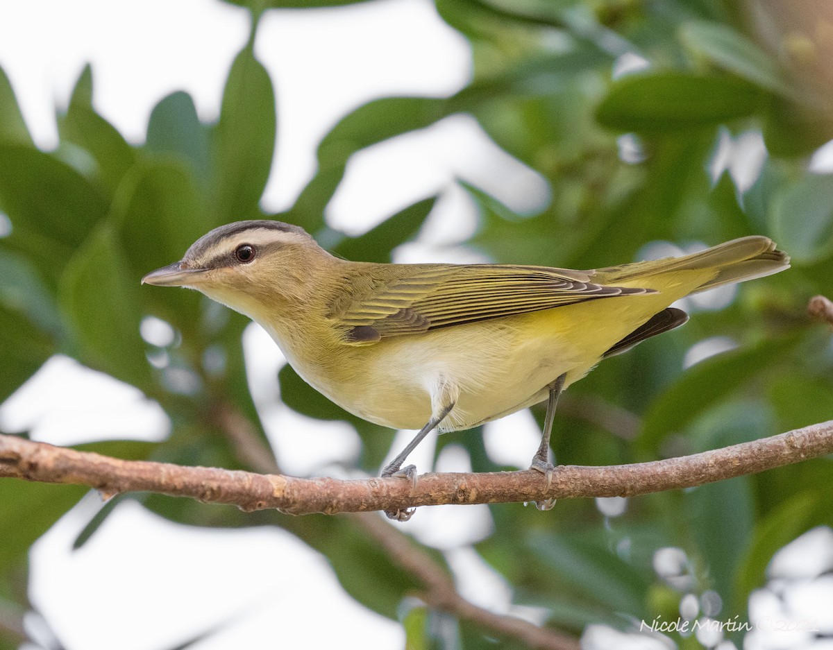 rødøyevireo - ML379115011