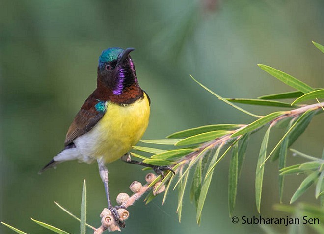 Purple-rumped Sunbird - ML379116161