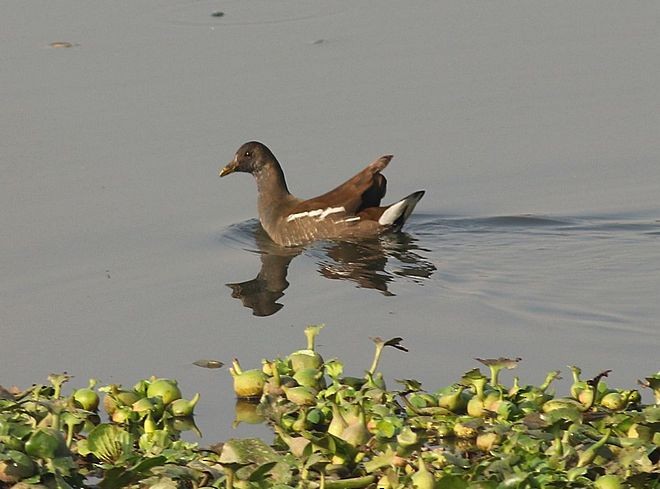 Eurasian Moorhen - ML379116251