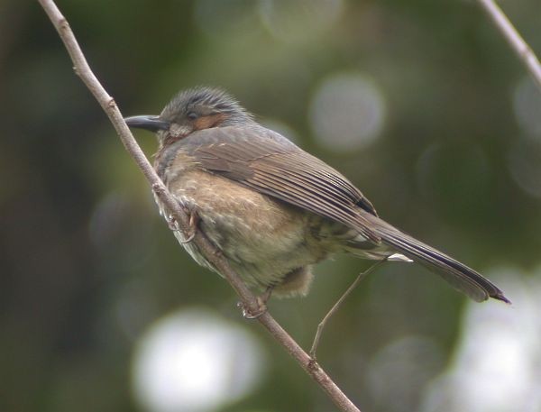 Brown-eared Bulbul - ML379116441