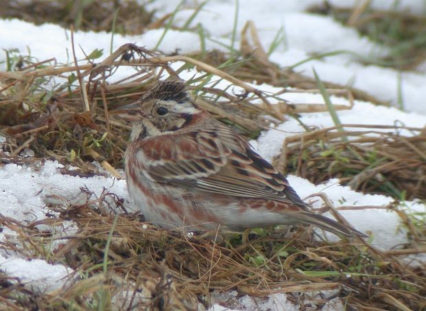 Rustic Bunting - ML379116501