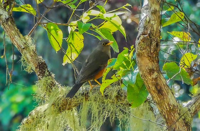 Wallacean Island-Thrush (Schlegel's) - ML379117681