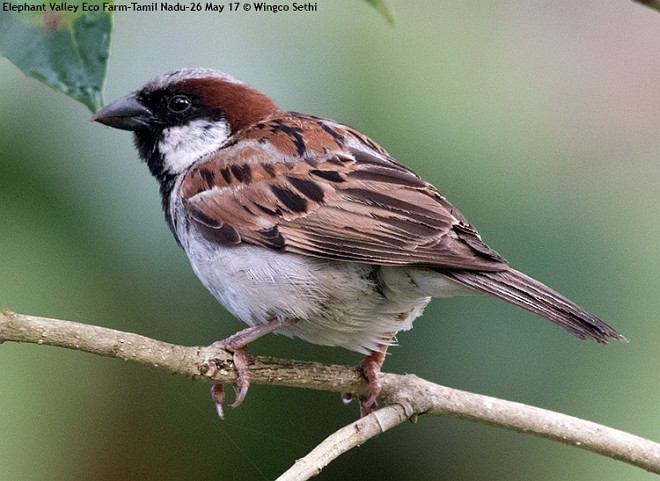 House Sparrow - ML379117771