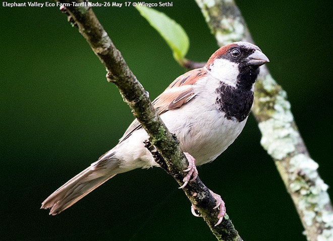 House Sparrow - ML379117811